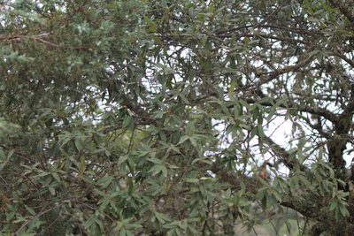 Quercus crassipes, photographed by José Belem Hernández Díaz
