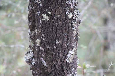 Quercus crassipes, photographed by José Belem Hernández Díaz
