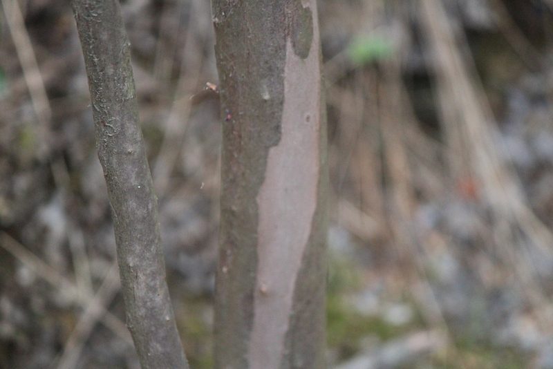 Comarostaphylis mucronata, photographed by José Belem Hernández Díaz