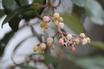 Comarostaphylis mucronata, photographed by José Belem Hernández Díaz