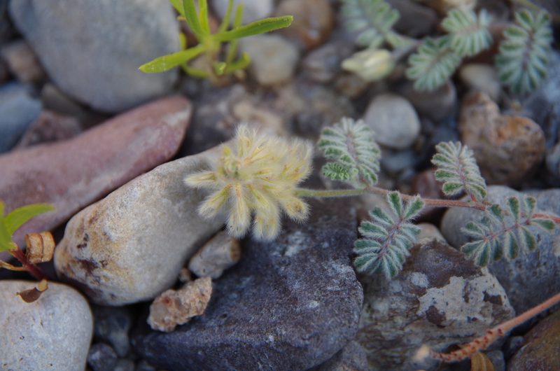 Dalea neomexicana, photographed by Eric Knight
