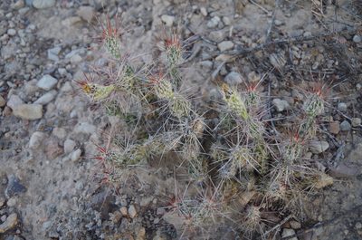 Grusonia grahamii, photographed by Eric Knight