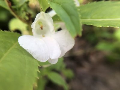 Impatiens balsamina, photographed by 黃美滿