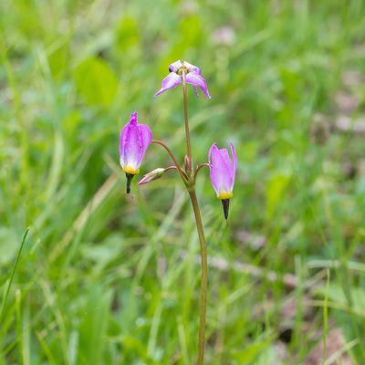 Primula tetrandra, photographed by Dominic Gentilcore