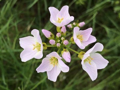 Cardamine polemonioides, photographed by rappman