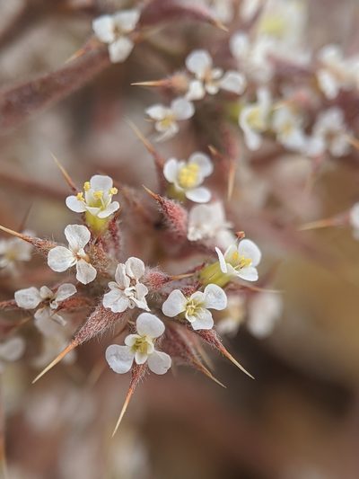 Chorizanthe spinosa, photographed by Alex Heyman