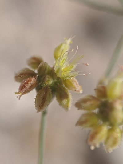 Eriogonum reniforme, photographed by Alex Heyman
