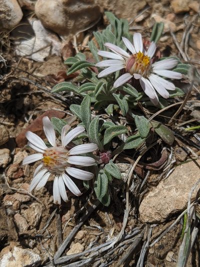 Townsendia scapigera, photographed by Alex Heyman