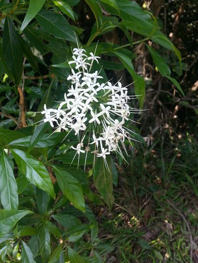 Pavetta hongkongensis, photographed by portioid