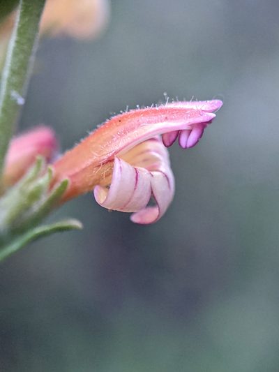 Keckiella rothrockii, photographed by Alex Heyman