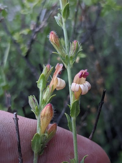 Keckiella rothrockii, photographed by Alex Heyman