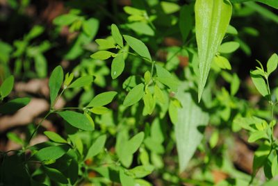 Paronychia canadensis, photographed by Zihao Wang