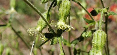 Silene lemmonii, photographed by Flower Hunter
