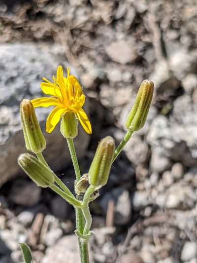 Crepis intermedia, photographed by Alex Heyman