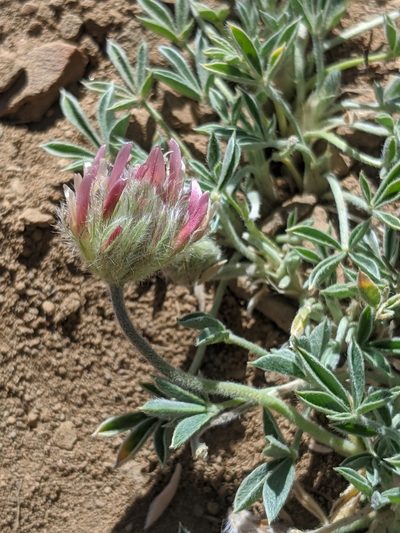 Trifolium andersonii, photographed by Alex Heyman