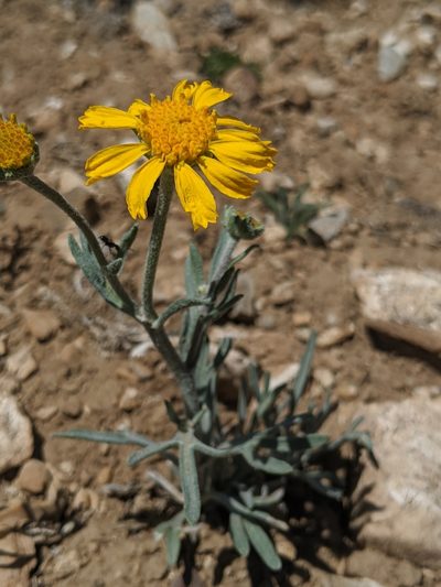 Hymenoxys cooperi, photographed by Alex Heyman