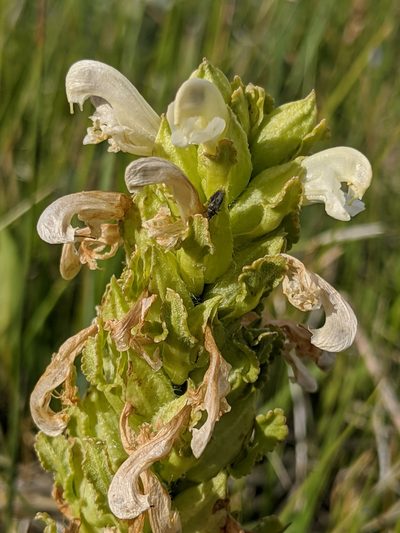 Pedicularis crenulata, photographed by Alex Heyman