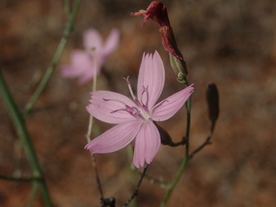 Stephanomeria exigua, photographed by Nolan Exe