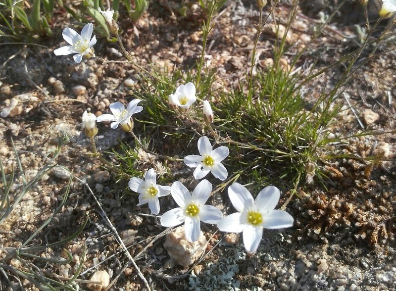 Eremogone meyeri, photographed by Юлия