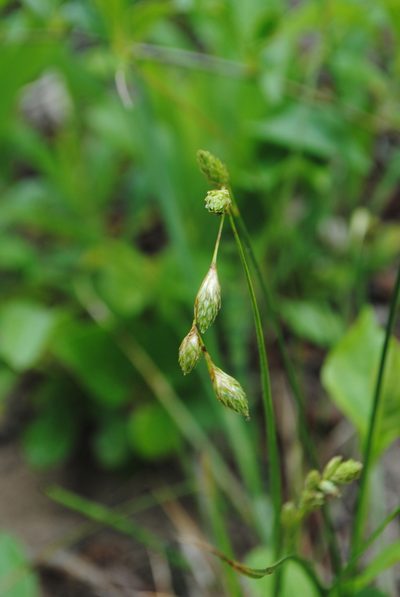Carex silicea, photographed by Zihao Wang
