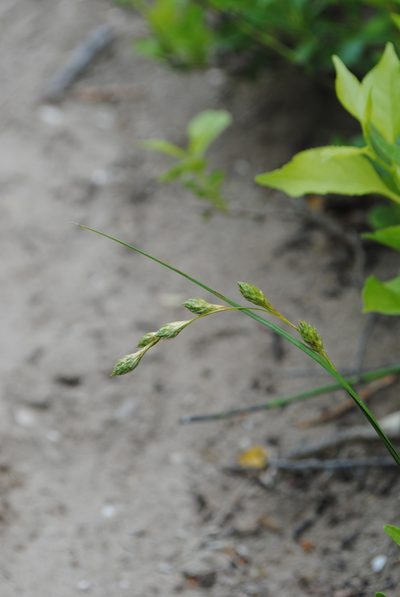 Carex silicea, photographed by Zihao Wang