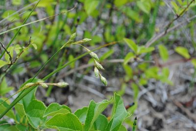 Carex silicea, photographed by Zihao Wang