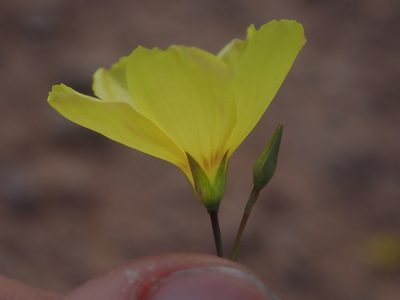 Linum subteres, photographed by Nolan Exe