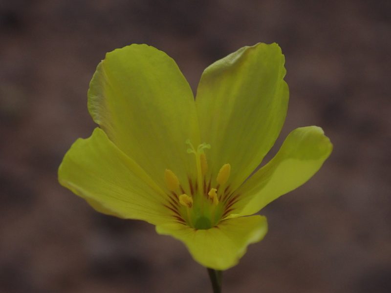 Linum subteres, photographed by Nolan Exe