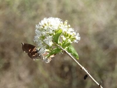Koanophyllon albicaule, photographed by Francisco Farriols Sarabia