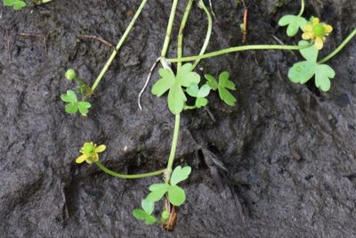 Ranunculus hyperboreus, photographed by Syd Cannings