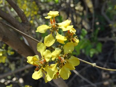 Heteropterys laurifolia, photographed by Francisco Farriols Sarabia