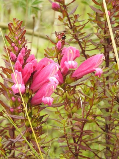 Lamourouxia virgata, photographed by Laura Gaudette