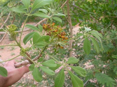 Godmania aesculifolia, photographed by Eduardo Chacón Madrigal