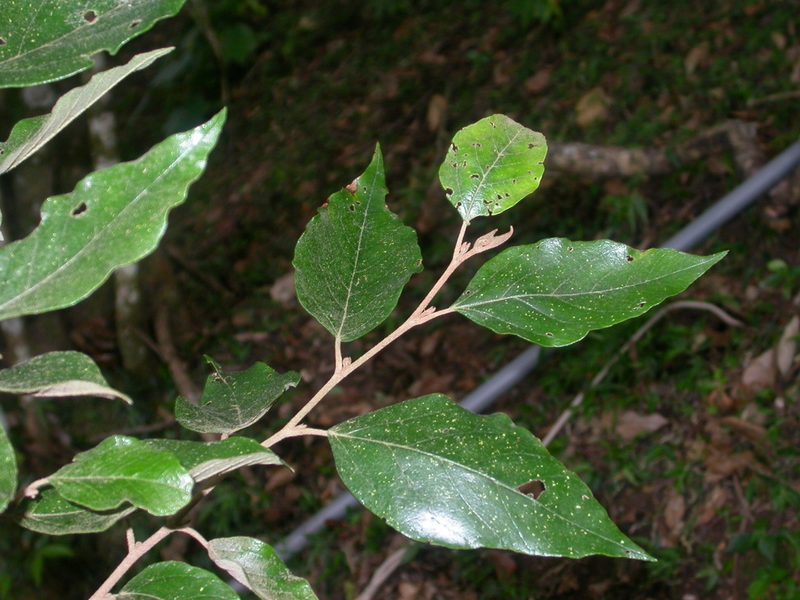 Molinadendron guatemalense, photographed by Eduardo Chacón Madrigal
