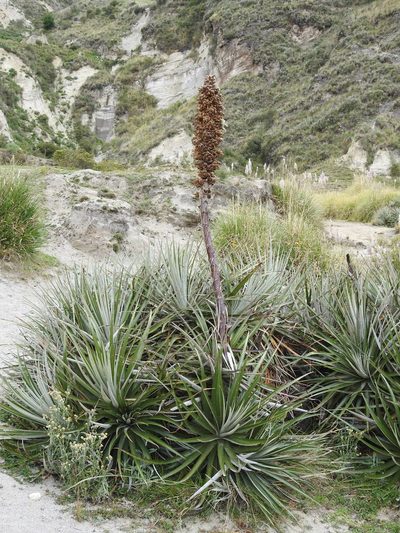 Puya retrorsa, photographed by Laura Gaudette
