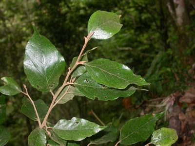 Molinadendron guatemalense, photographed by Eduardo Chacón Madrigal