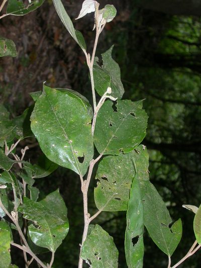 Molinadendron guatemalense, photographed by Eduardo Chacón Madrigal