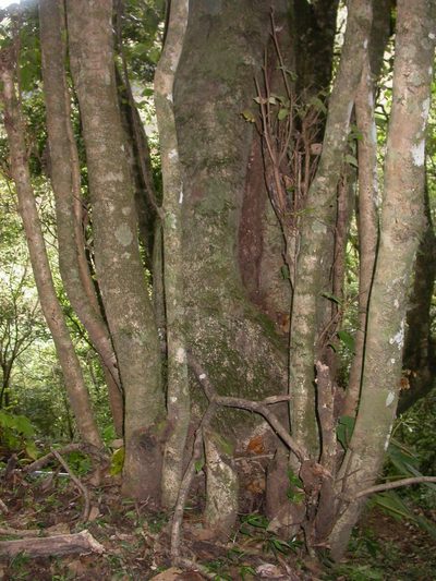 Molinadendron guatemalense, photographed by Eduardo Chacón Madrigal