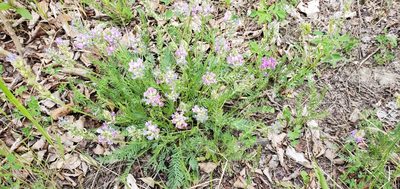 Oxytropis borealis, photographed by Sarah Vermaak