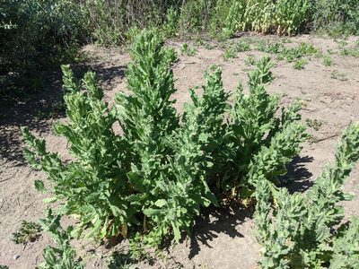 Laennecia coulteri, photographed by Zack Abbey