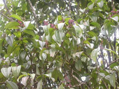 Miconia affinis, photographed by Eduardo Chacón Madrigal