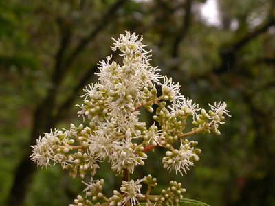 Miconia affinis, photographed by Eduardo Chacón Madrigal