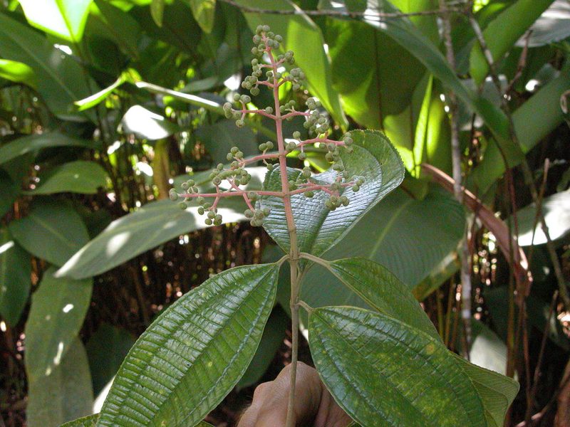 Miconia affinis, photographed by Eduardo Chacón Madrigal