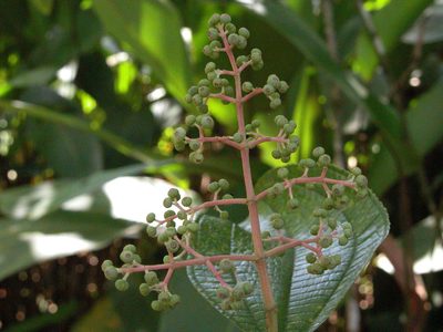 Miconia affinis, photographed by Eduardo Chacón Madrigal