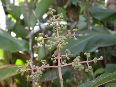 Miconia affinis, photographed by Eduardo Chacón Madrigal