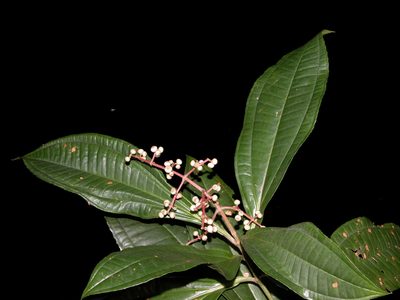 Miconia prasina, photographed by Eduardo Chacón Madrigal