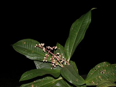 Miconia prasina, photographed by Eduardo Chacón Madrigal