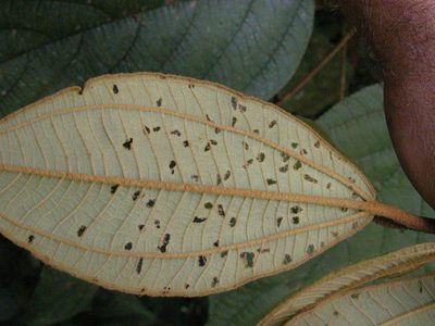 Miconia astroplocama, photographed by Eduardo Chacón Madrigal