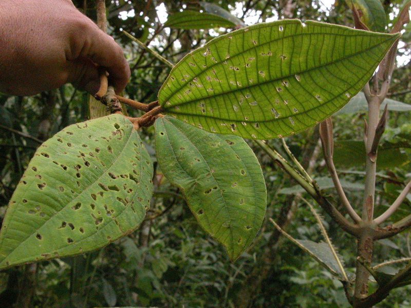 Miconia astroplocama, photographed by Eduardo Chacón Madrigal