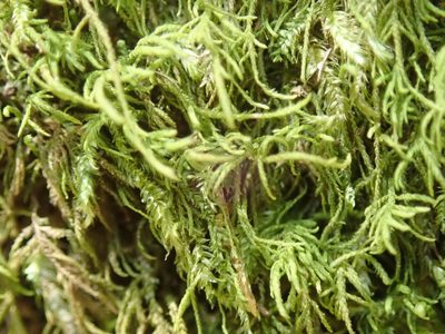 Heterocladium macounii, photographed by Randal